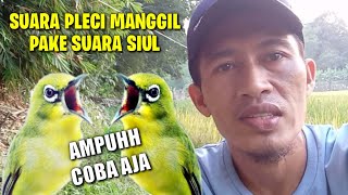 Download lagu Pancingan Suara Pleci Memanggil Pake Siulan mp3 Download lagu Pancingan Suara Pleci Memanggil Pake Siulan mp3