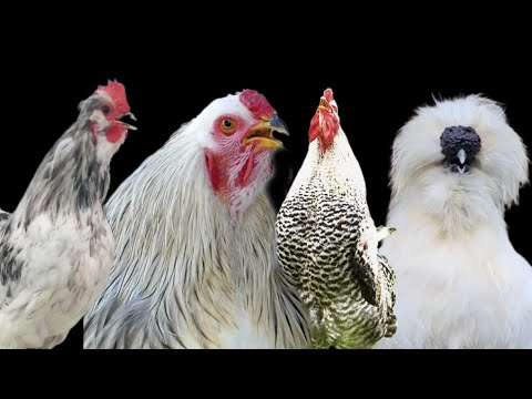 Chicken Song And Dancing Rooster Crowing Compilation Plus - Rooster crowing sounds Effect 2023
