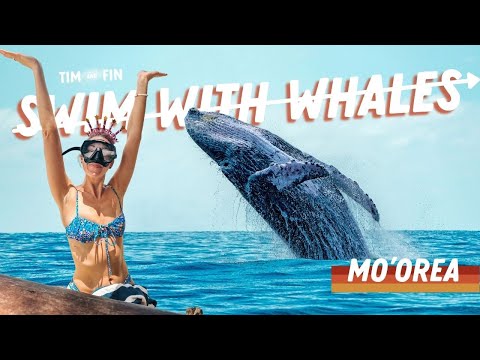 ✅ CROSSING IT OFF EP13: Swimming with Humpback Whales in Moorea 🌊🐋