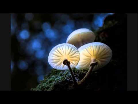 Toxeen & Milos - Exit Festival 2014 (Dj Mix)