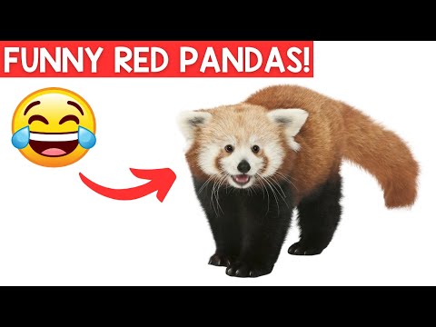 Funny Red Pandas!