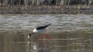Black-winged Stilt