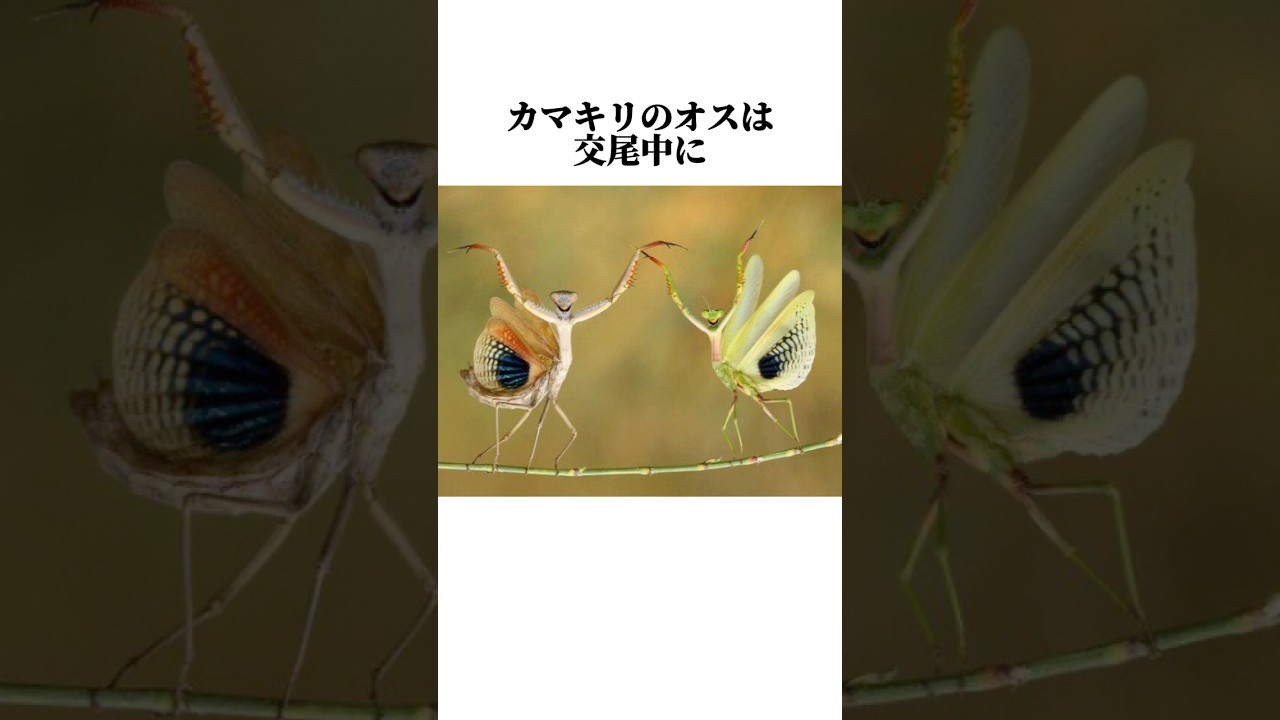 【カマキリ】の面白い雑学 #shorts #カマキリ #雑学