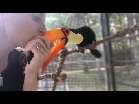 download lagu mp3 mp4 Are Toucans Good Pets, download lagu Are Toucans Good Pets gratis, unduh video klip Are Toucans Good Pets