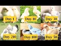Gallinas Brahma Chicken Growth Time Lapse From Chick Growth Day By Day To Brahma Murgi And Rooster