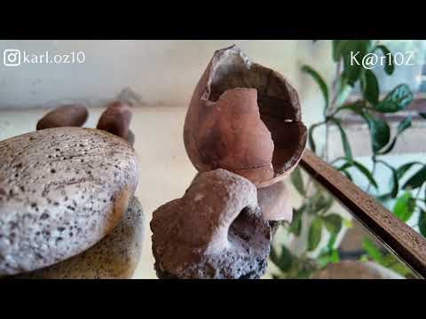 San Vicente de Tagua Tagua, pura Historia!!!. Short.