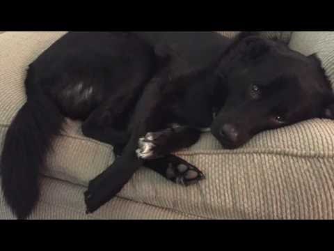 Archangel Raphael and Ariel Healing Meditation for Animals | Guided Meditation