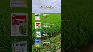 Download lagu Rekomendasi Insektisida untuk hama wereng #sawah #agrikultur #pestisida #wereng #padi mp3