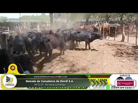 10-12-25 - Remate de Ganaderos de Elordi S.A. - Victorica, La Pampa
