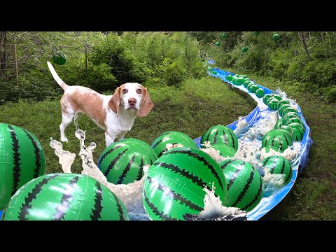Dog Finds Secret Watermelon River in the Woods!!