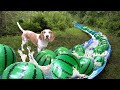 Dog Finds Secret Watermelon River In The Woods
