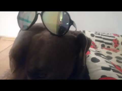 JEBAĆ SĄD PiS i PROKURATURĘ ( CHWDP)