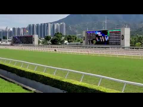 A 40-kilogram wild boar sprinted inside Shatin Racecourse on Sunday morning