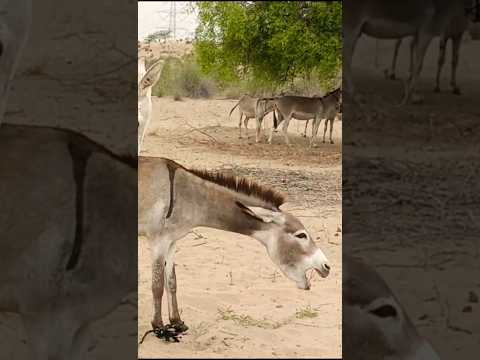 Giant Donkeys - Frag Mich Nicht Wie - Misc Originals