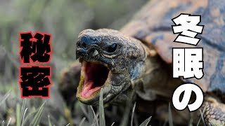 カメは時間を止める！？冬眠のしくみがすごすぎる