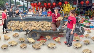 Buy A Lots Of Giant Frog From Frog Farmer, Use Truck Transport Many Frogs Go To Market Sell