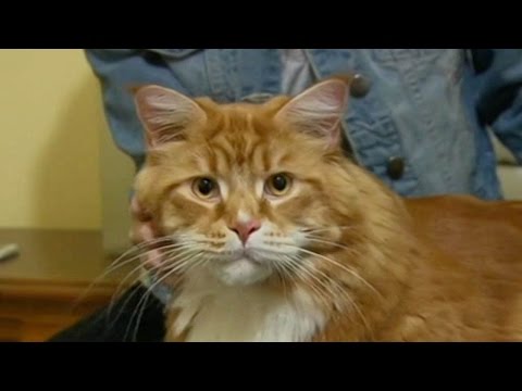 The longest cat in the world? Omar becomes online star