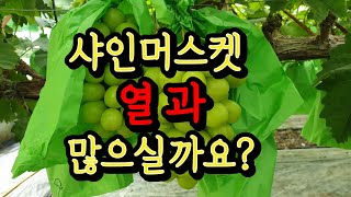 9월 샤인머스켓 열과 많으신가요? (열과 원인과 대책)