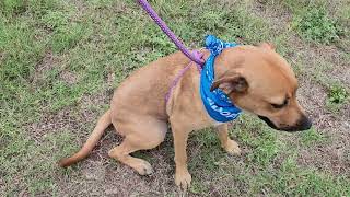 Video preview image #1 Black Mouth Cur-Labrador Retriever Mix Puppy For Sale in Bandera, TX, USA