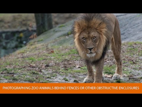 How to Photograph Zoo Animals