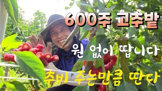 600주 고추밭 추비 주었더니 원 없이 땁니다 농부의 행복은 이럴때