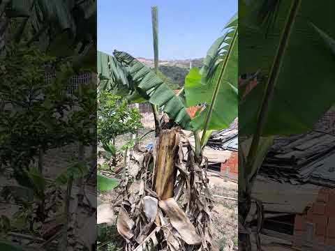 Chácara à venda 1000m2 em Piedade por R$120.000 imagem 1