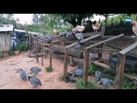 nuestras  mascotas (oso, pelusa y clavel)