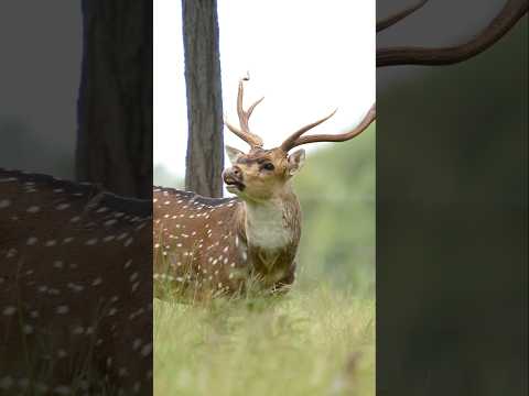 Chital Stag Flehmen Response!
