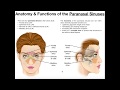 Anatomy and Functions of the Paranasal Sinuses