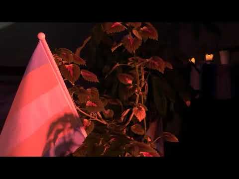 TDOR - Remembering those we've lost