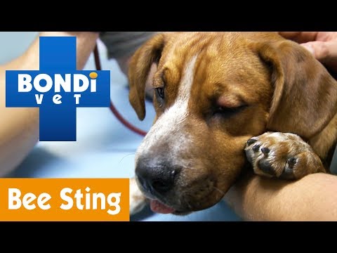 How To Treat Your Pet After Bee Stings | Pet Health