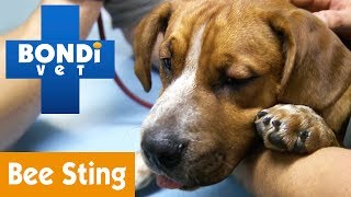 How To Treat Your Pet After Bee Stings | Pet Health