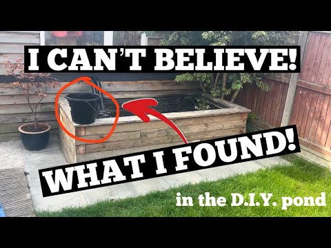 DIY POND - I can’t believe what I found!