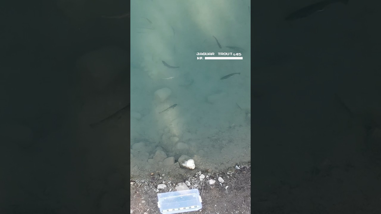 WBC日本戦はお休みですが…こっちの「トラウト」はヒット！ #trout #fishing  #エリアミノーイング