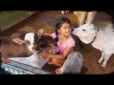 Likitha with her "Mini" friends || Miniature Punganuru cows