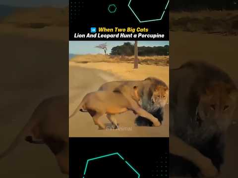 Lion and Leopard hunt a Porcupine,  Who the Strongest?