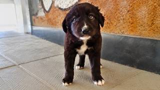 Nobody Wanted This Abandoned Puppy Until she met This Man
