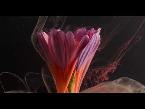 clean bandit symphony X sick individuals ft.neve-symphony Hidata0900 mashup