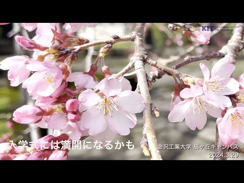 【入学式には満開になるかも】キャンパスの枝垂れ桜が華やかに