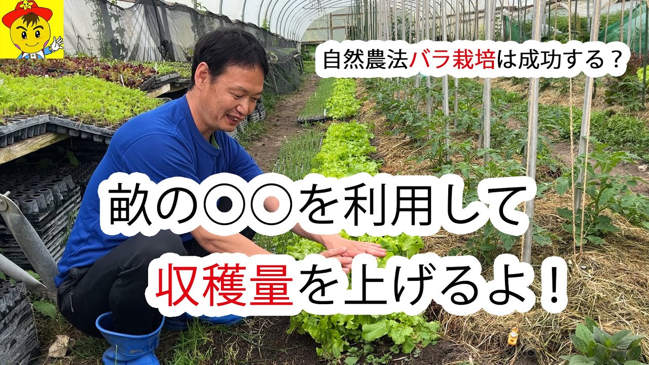 畝の側面活用と無農薬バラの育て方