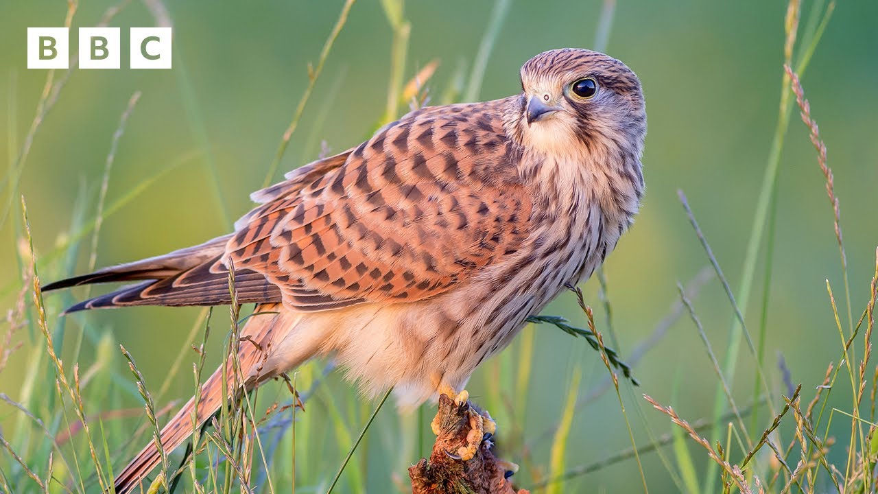 🔴 LIVE wildlife cameras 🦉 2 June 🌺 BBC Springwatch 2025