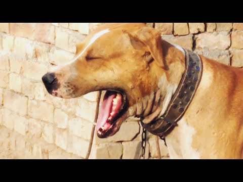 Two brothers king moti and lattoo ki full video|Muneeb Wattoo official |