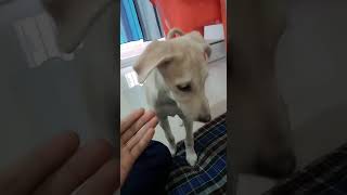 Chippiparai Puppies Videos