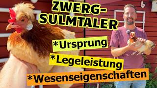 Perfekte Zwerghühner? Zwerg-Sulmtaler-Hühner näher vorgestellt: Herkunft, Wesen, Eier, Legeleistung