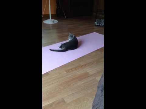 Cat hates her tail!