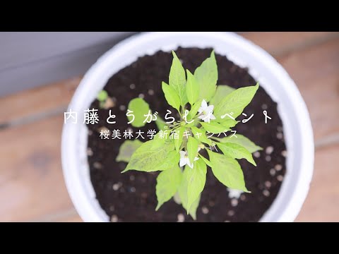 桜美林大学 フードイベント 内藤とうがらしプロジェクト