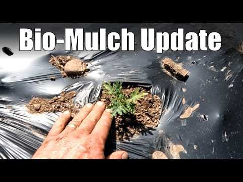 Bio Mulch Update