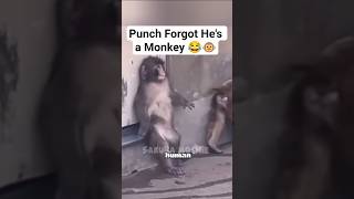 Download lagu Punch Forgot He's a Monkey 😂🐵 #monkey #punch #cute #babymonkey #zookeeper #wildlife #shorts mp3