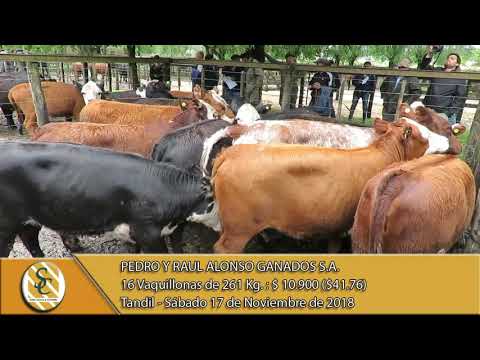 17-11-18 Venta de Hembras - Pedro y Raúl Alonso Ganados S.A. - Tandil