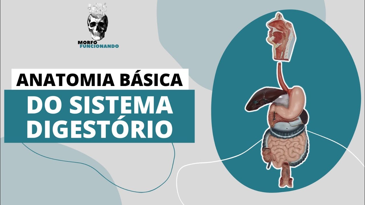 ANATOMIA BÁSICA DO SISTEMA DIGESTÓRIO (VISAO GERAL) #1